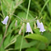 ツリガネニンジンの花冠