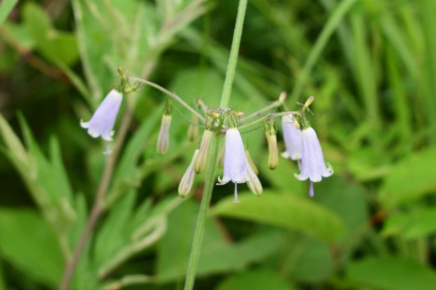 ツリガネニンジンの花冠