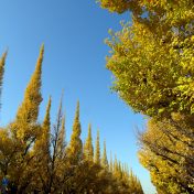 晩秋の青空によく映える都心の風物詩