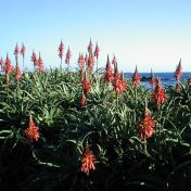 海を背景にエキゾチックな花穂が立ち並んで