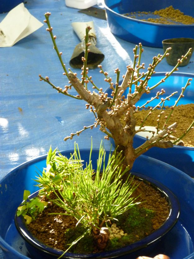 ササは植え放しにすると他の植物の生長を妨げるので、ぜひとも個別に植え替えましょう。