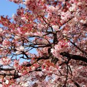 あたみ桜（2月4日撮影）