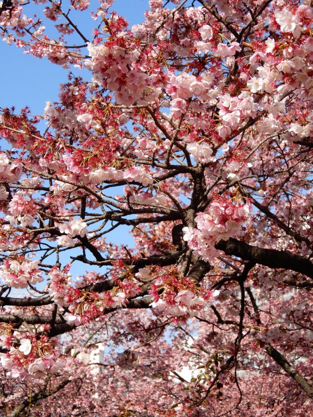 あたみ桜（2月4日撮影）