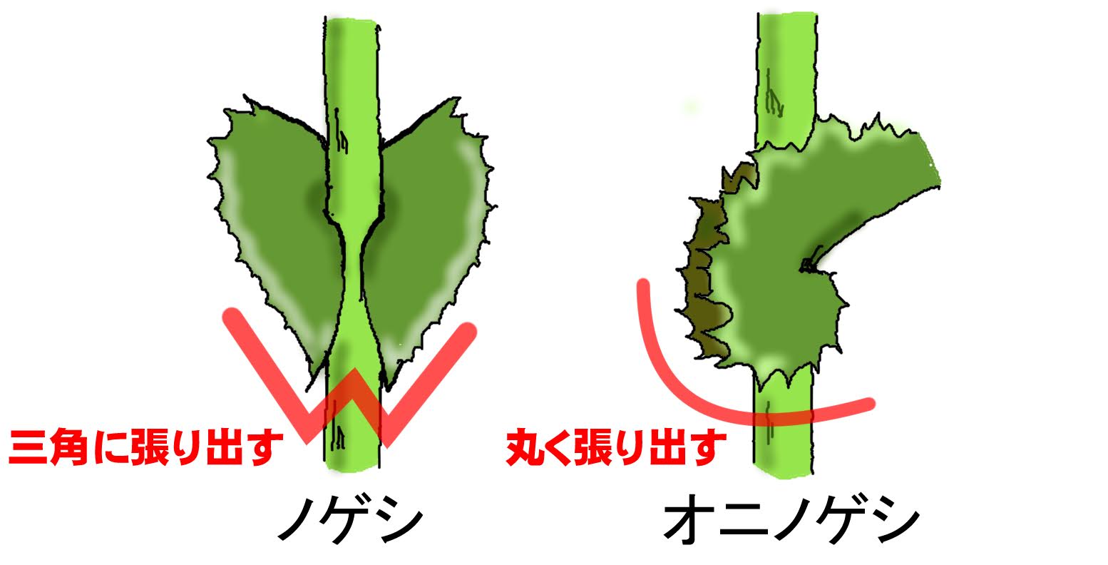 ノゲシとオニノゲシの葉の付き方（茎の抱き方）の違い