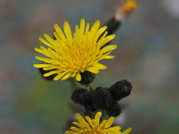 ノゲシの花