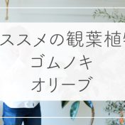 オススメの観葉植物、ゴムノキ・バーガンディとオリーブ・コレッジョラ