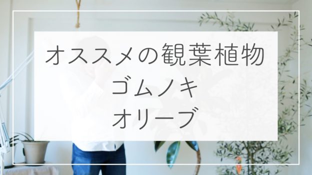 オススメの観葉植物、ゴムノキ・バーガンディとオリーブ・コレッジョラ