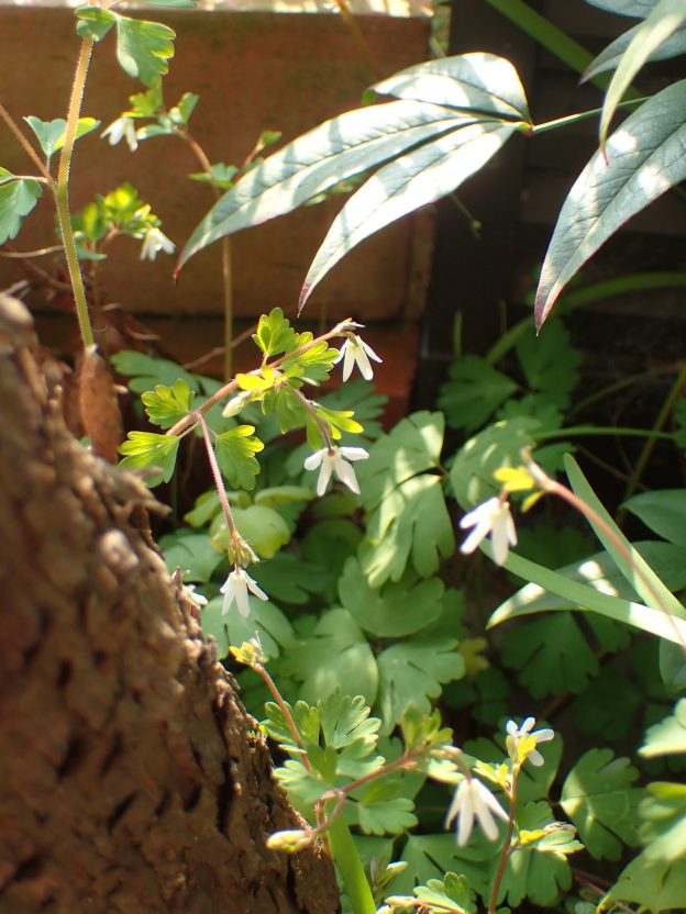 下向きに咲く花