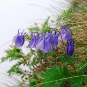 長い茎の先に花を咲かすミヤマオダマキ