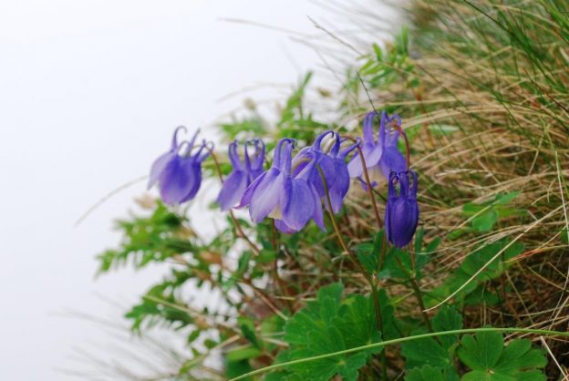 長い茎の先に花を咲かすミヤマオダマキ