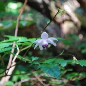 レンゲショウマ（北岳登山口の広河原にて）