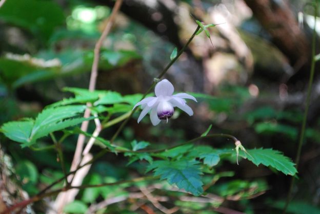 レンゲショウマ（北岳登山口の広河原にて）