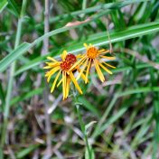 コウリンカの頭花と舌状花冠