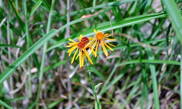 コウリンカの頭花と舌状花冠