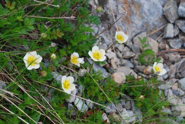 チングルマの花（北岳稜線沿い）