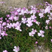 筆者を高山植物の世界に誘ったタカネビランジ