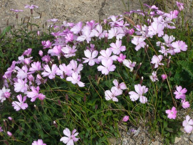 筆者を高山植物の世界に誘ったタカネビランジ