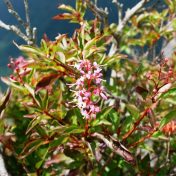 花の左右にある実