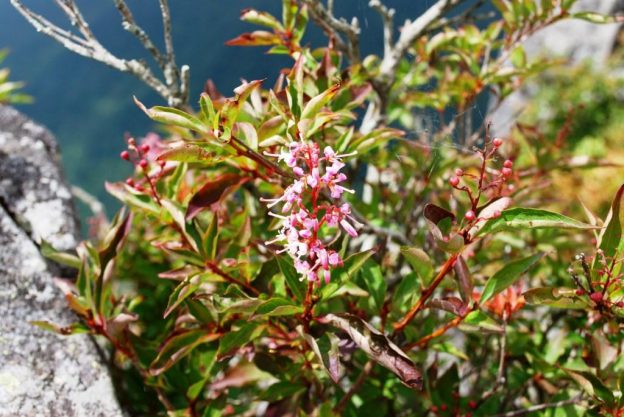 花の左右にある実