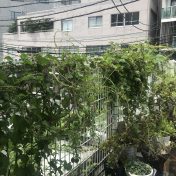 モサモサに育った植物ももったいないと思わずに基準を決めてバッサリ切り戻し