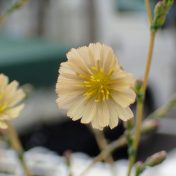 トゲチシャの花