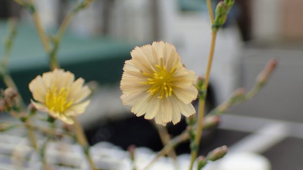 トゲチシャの花