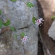 コウヤボウキの頭花