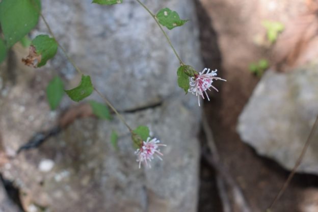 コウヤボウキの頭花