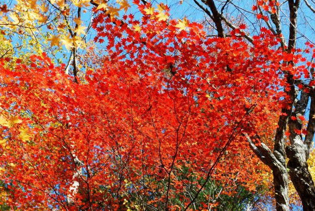 オオモミジ：旧西沢山荘手前