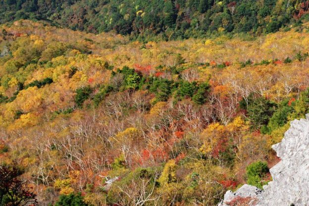 山頂直下：奥山窪方面（10月中旬）