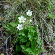 ウメバチソウの花と蕾