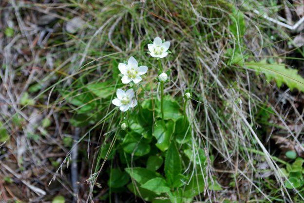 ウメバチソウの花と蕾