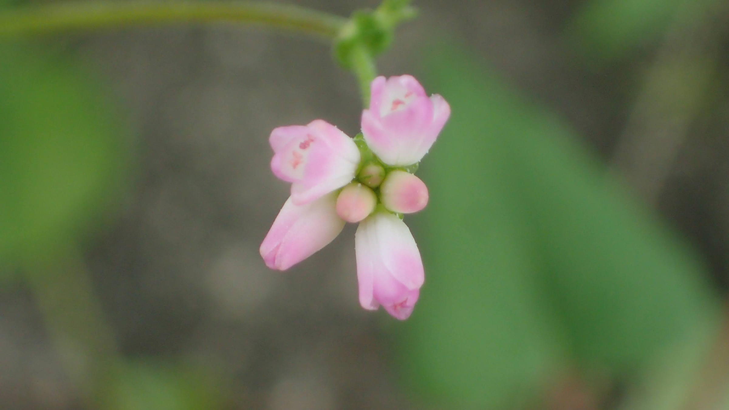 ママコノシリヌグイの花