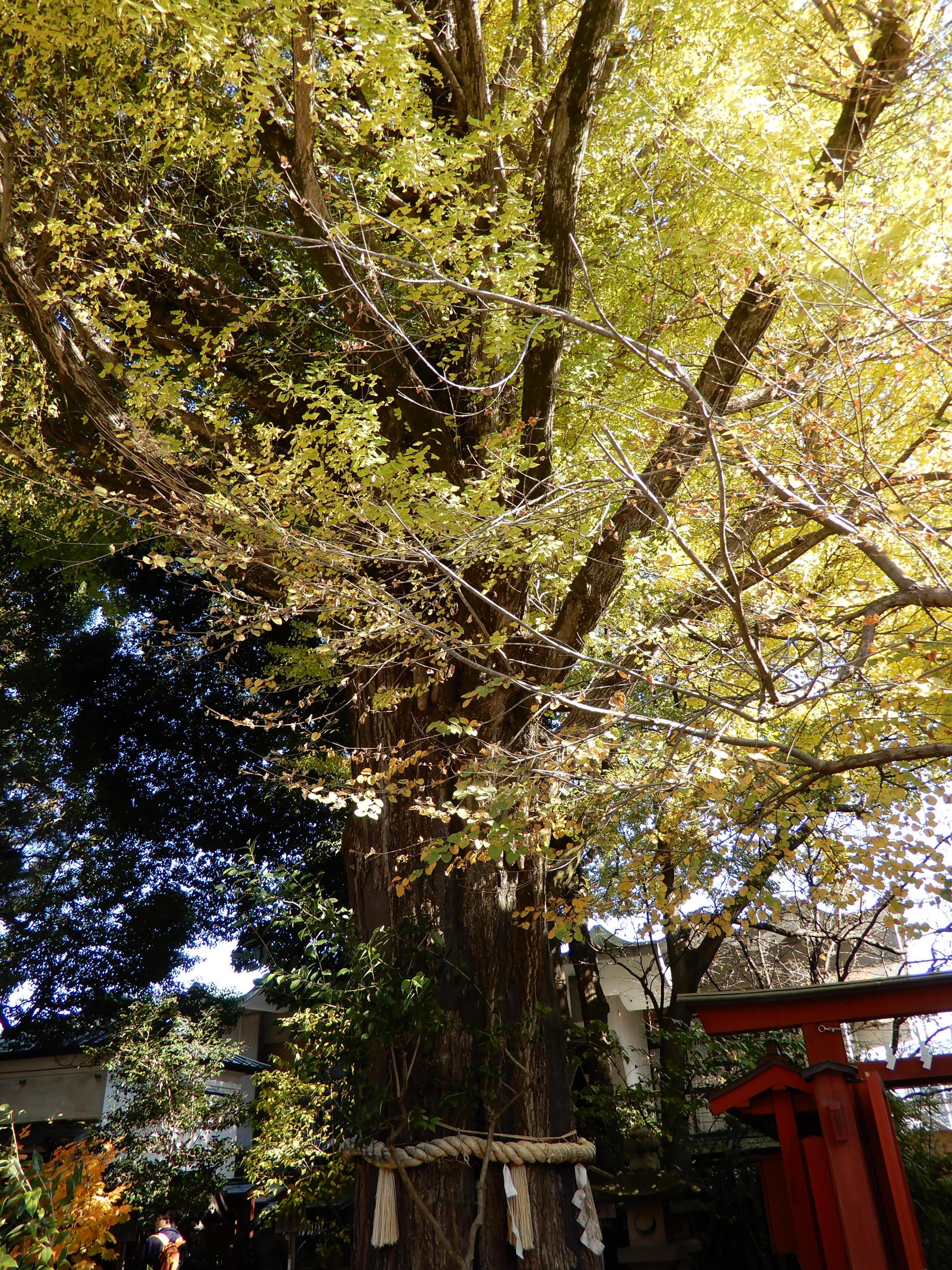 ご神木の大銀杏