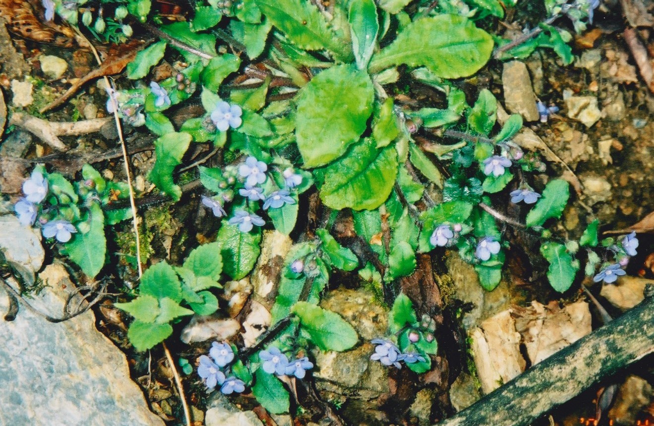 小楢山（4月下旬）