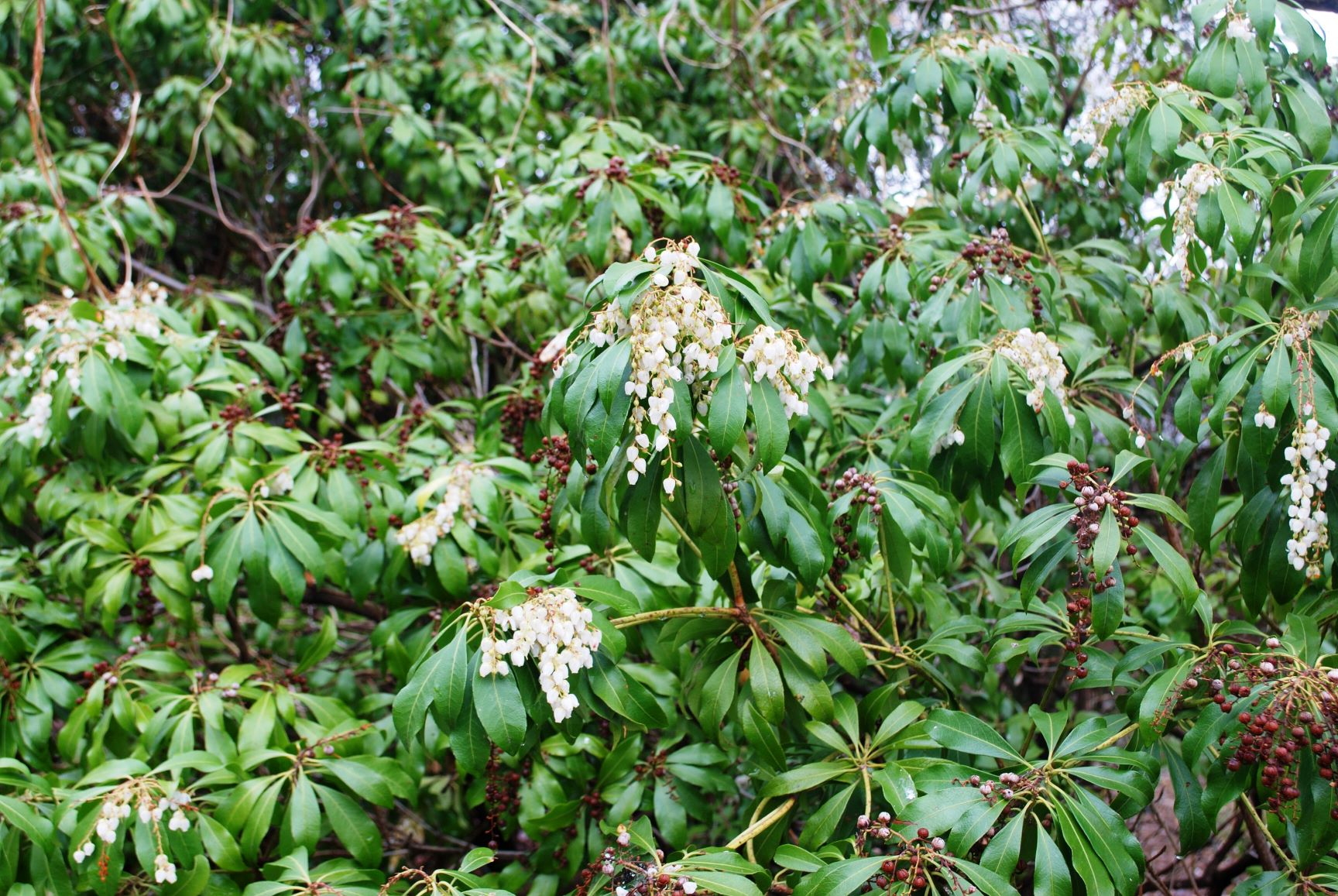 アセビの花：山梨市内の里山（4月中旬）