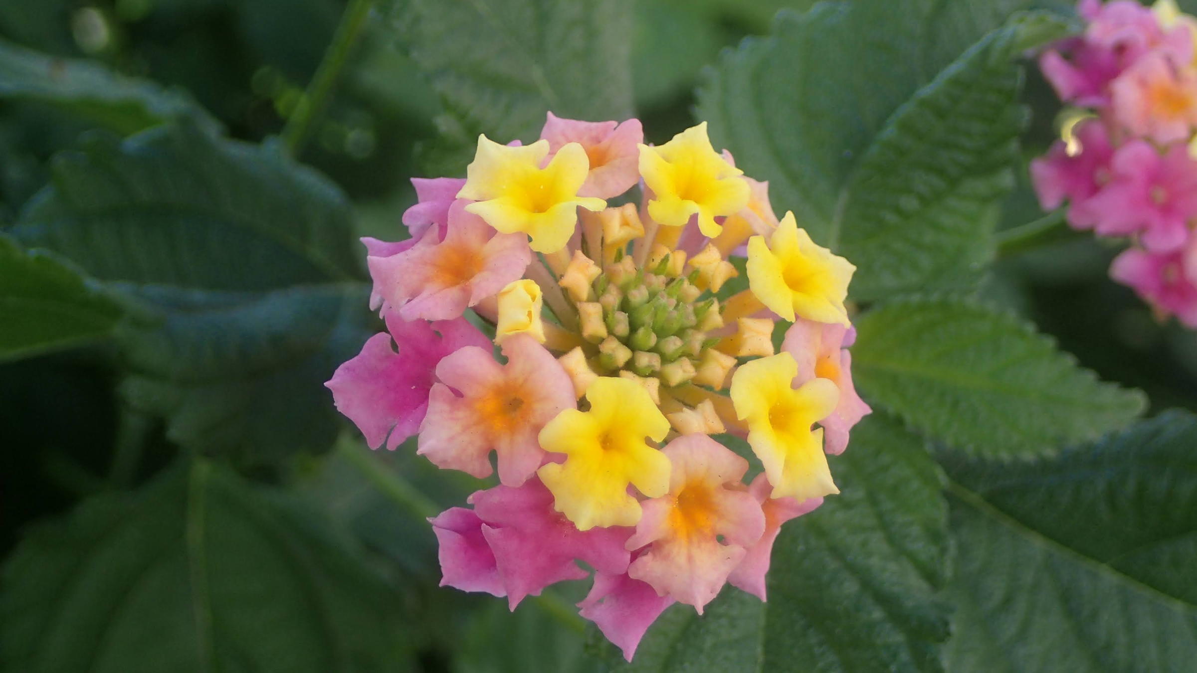 咲きはじめが黄色でピンク色に変わる花