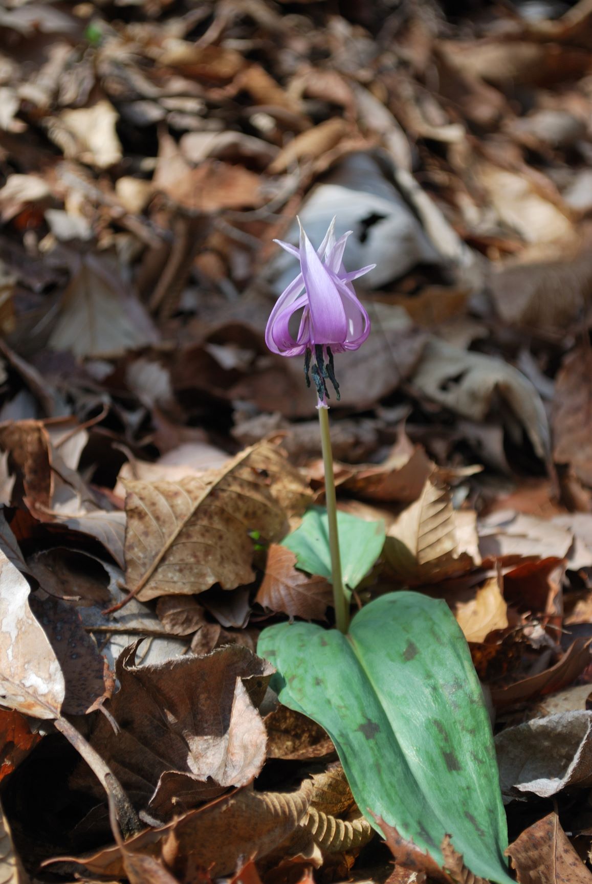 カタクリの花：棚山