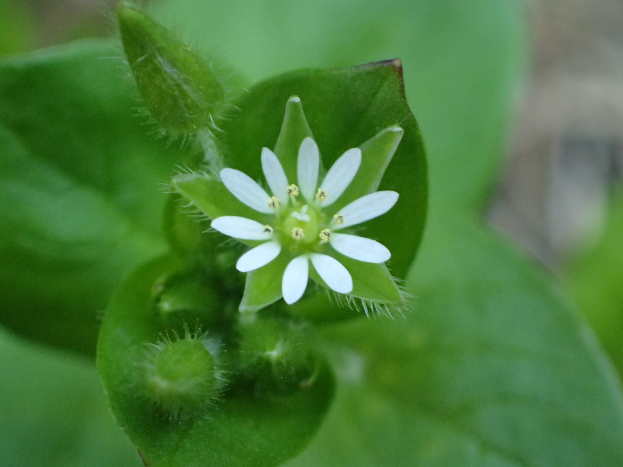 花びら、何枚ありますか？（ミドリハコベ）