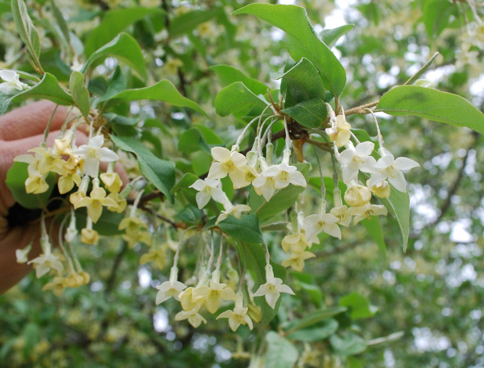 ダイオウグミの花