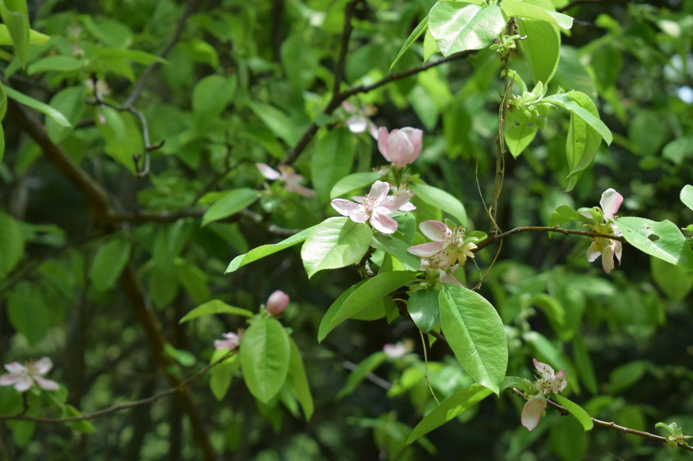 花と蕾（5月上旬）