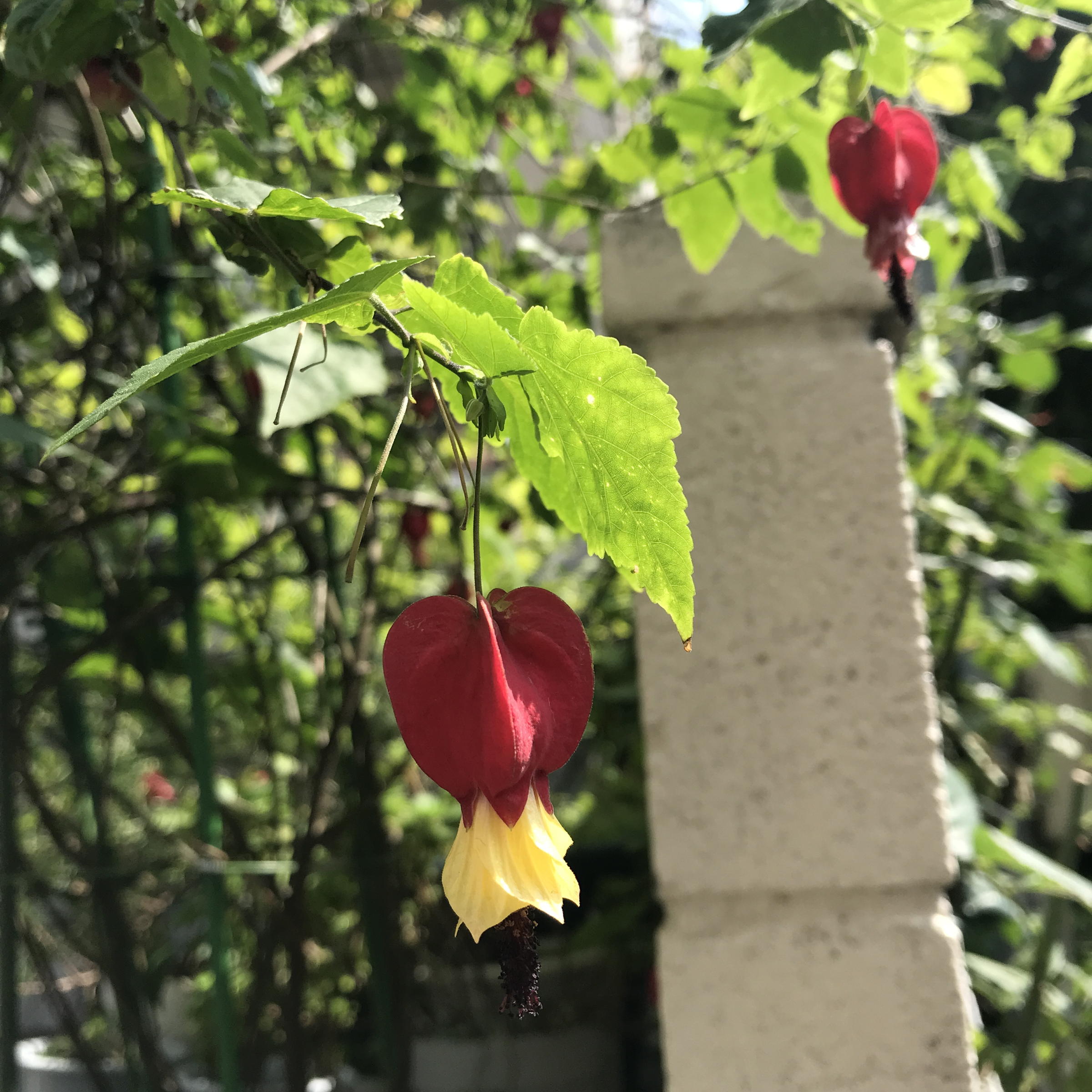 ウキツリボク：初夏から秋まで咲き続けます