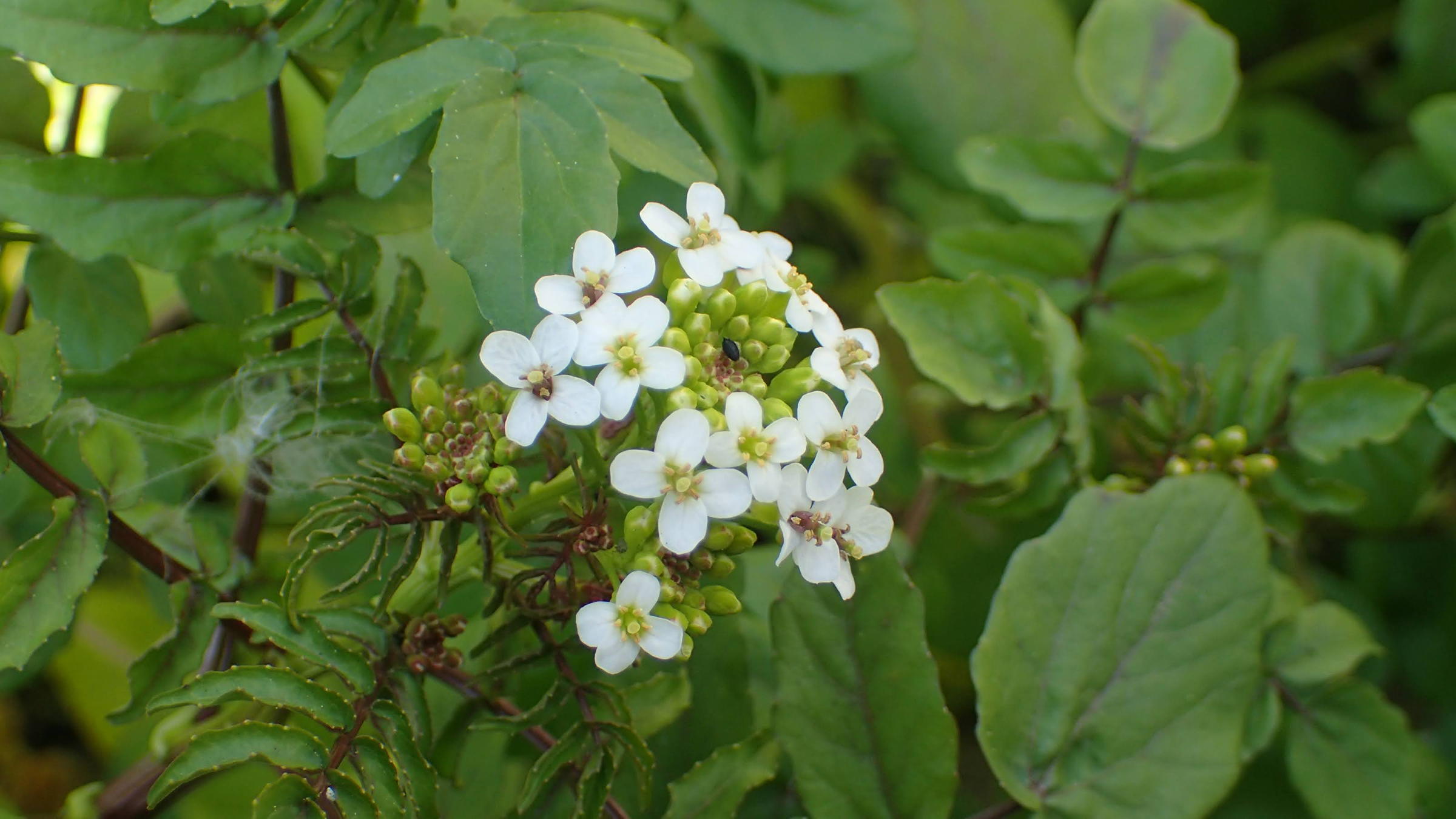 オランダガラシの花