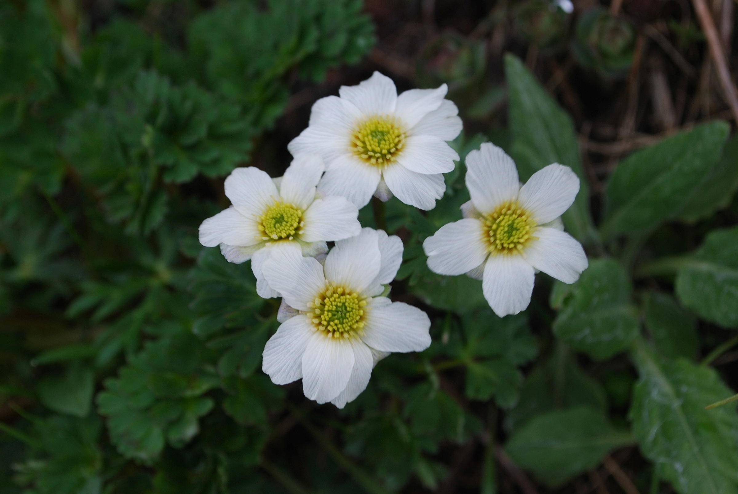 キタダケソウの花（写真は3枚とも6月下旬撮影）