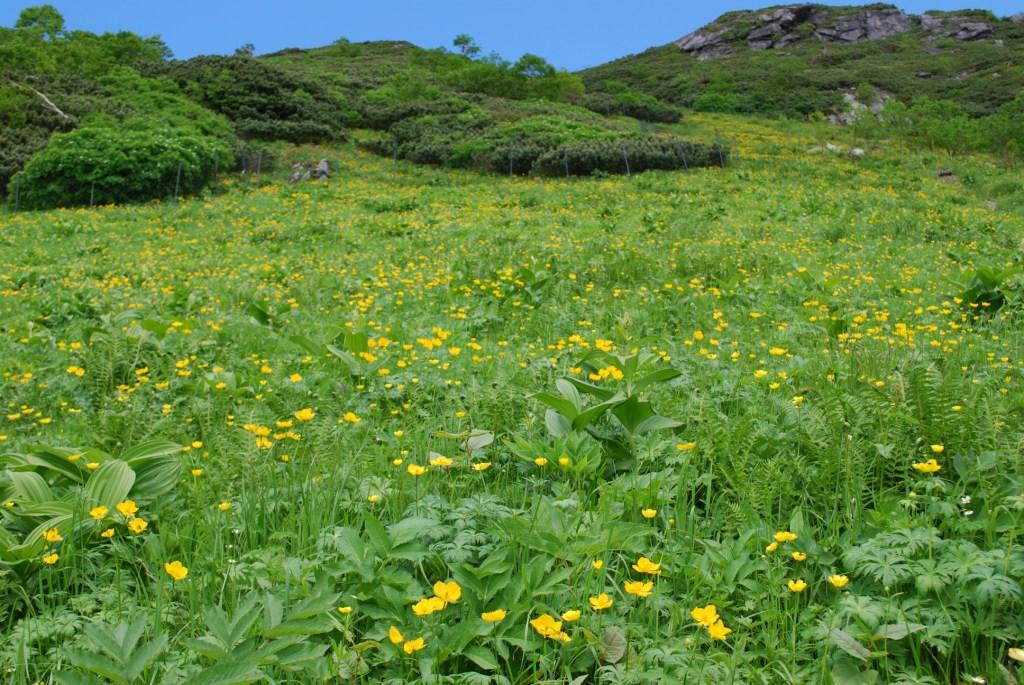 お花畑：草スベリ上部（7月中旬）