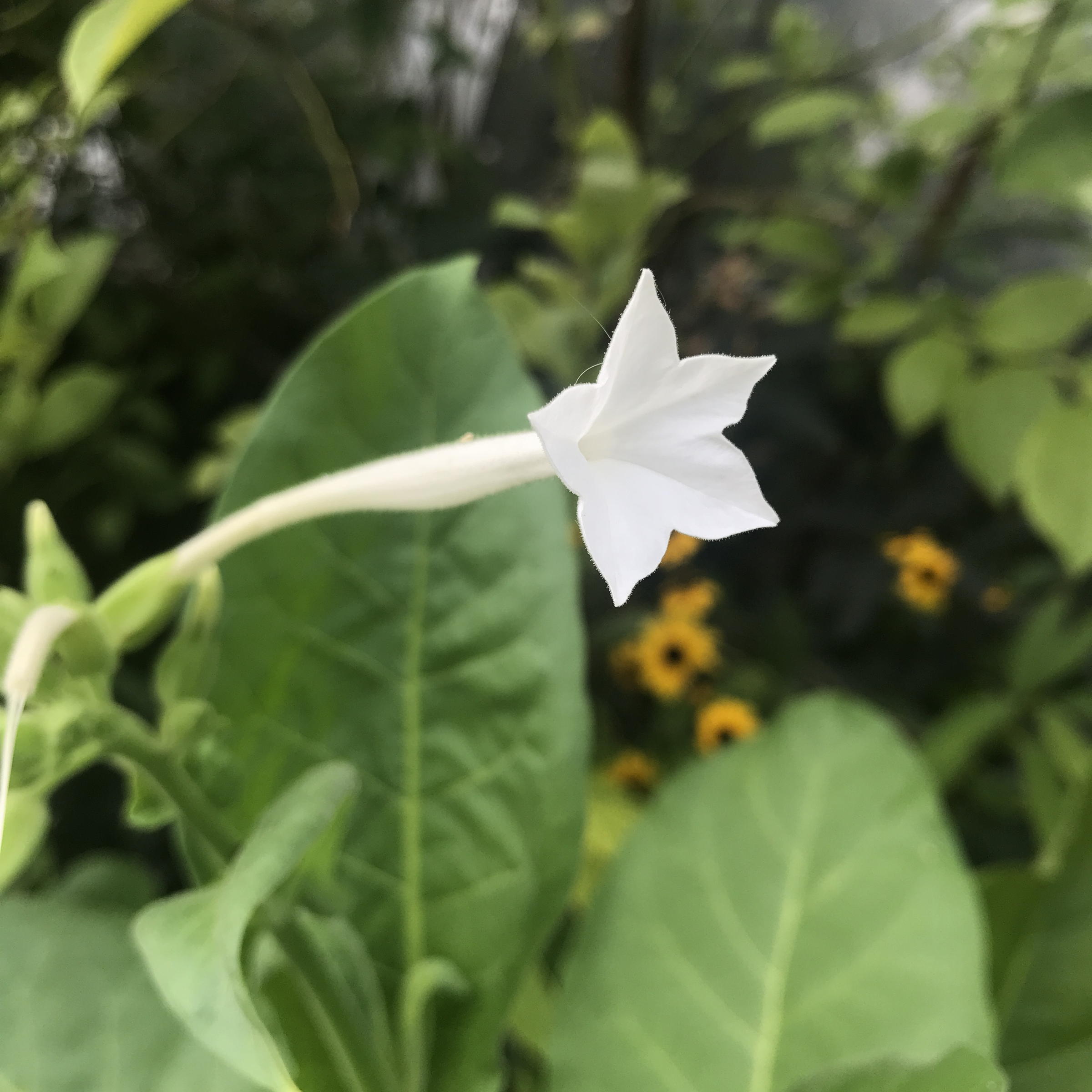 星型の花が可愛いらしい