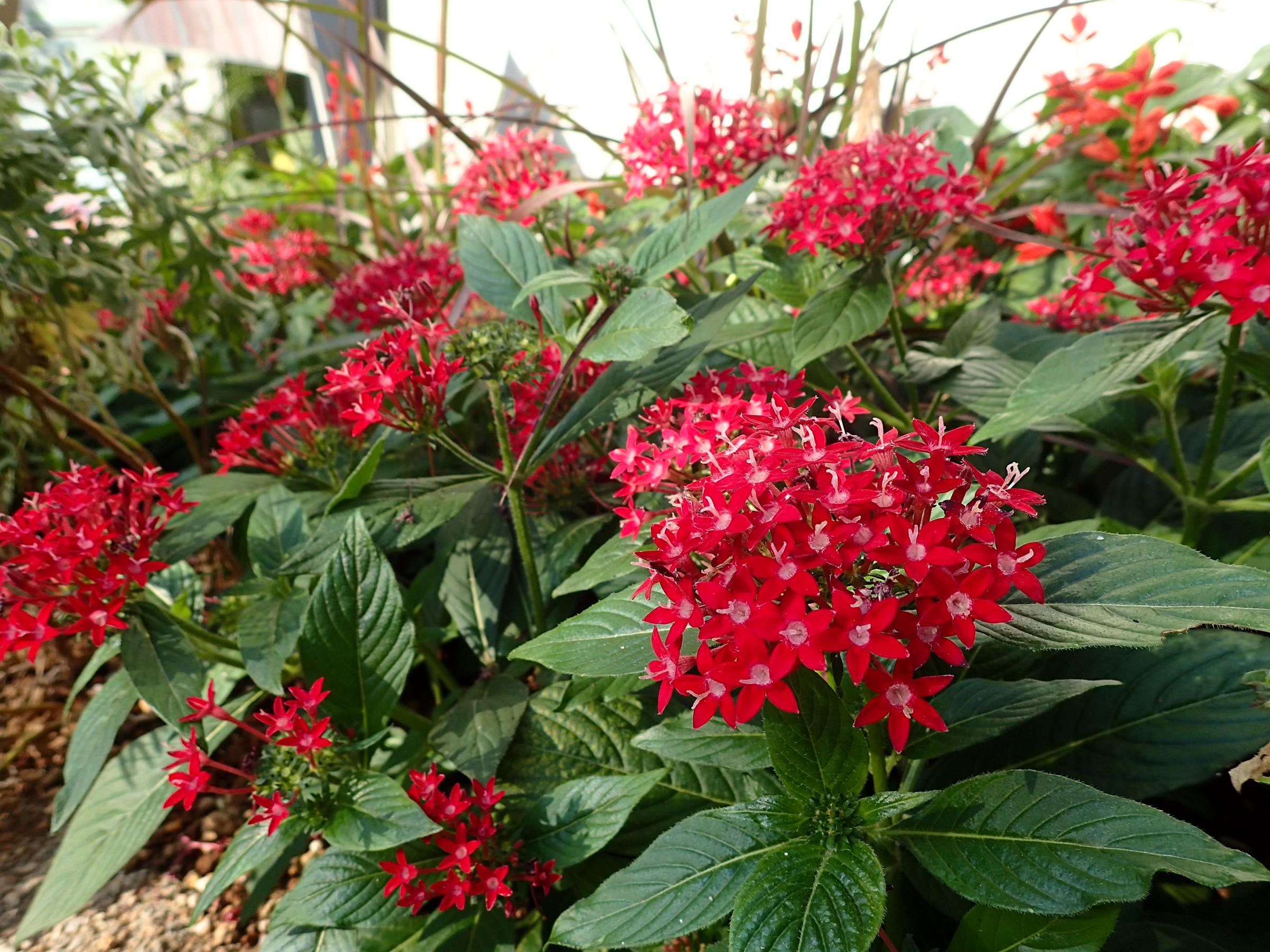 明るい花色が場を華やかにします