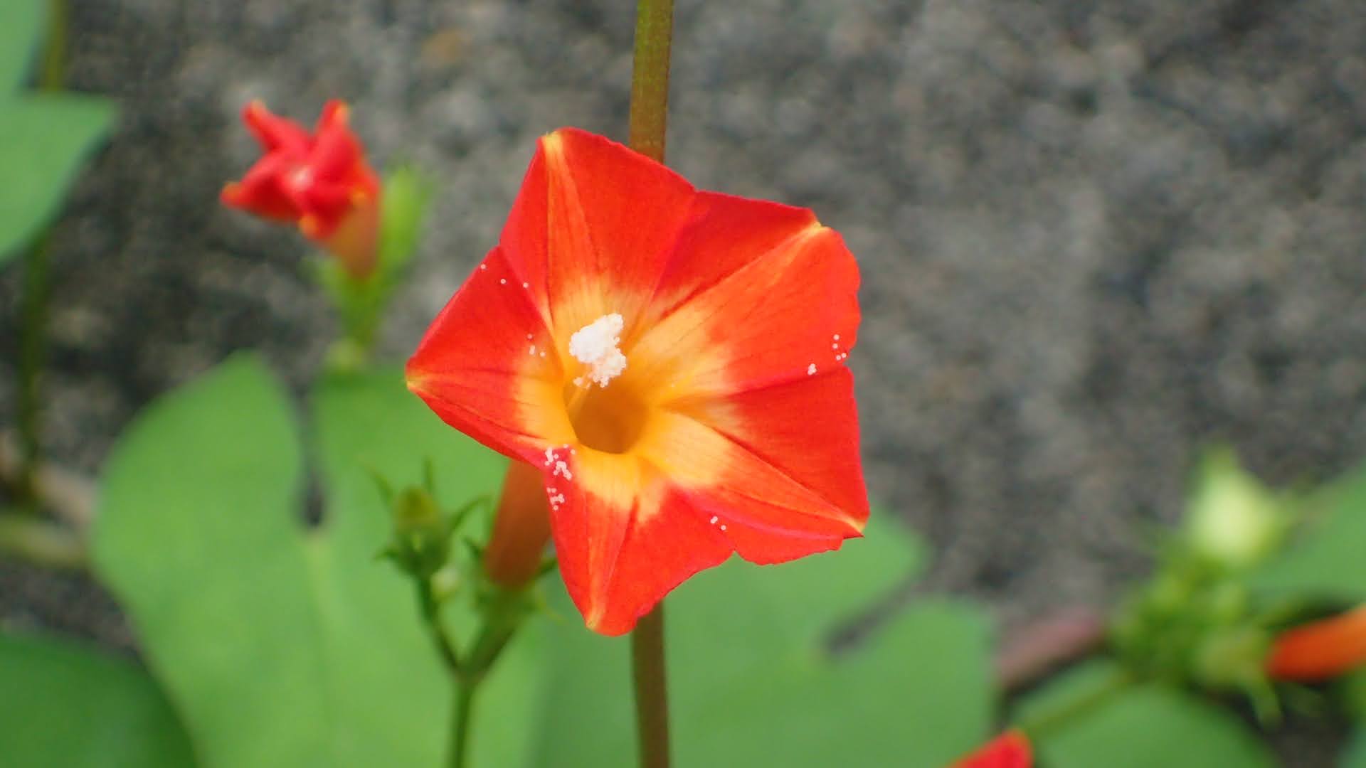 マルバルコウの花　鮮やかな赤色系で五角形