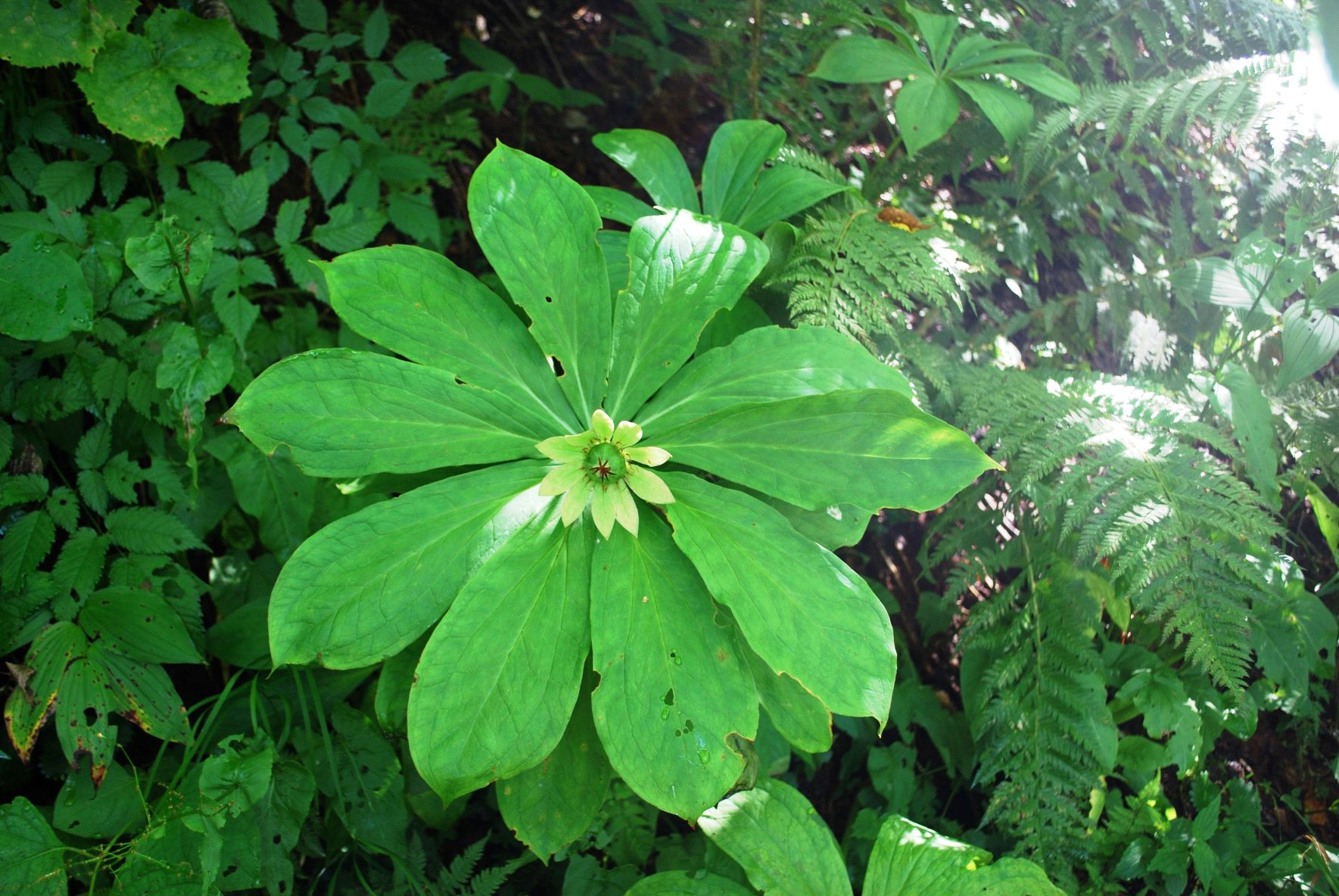 淡緑色の花（ 9月上旬）