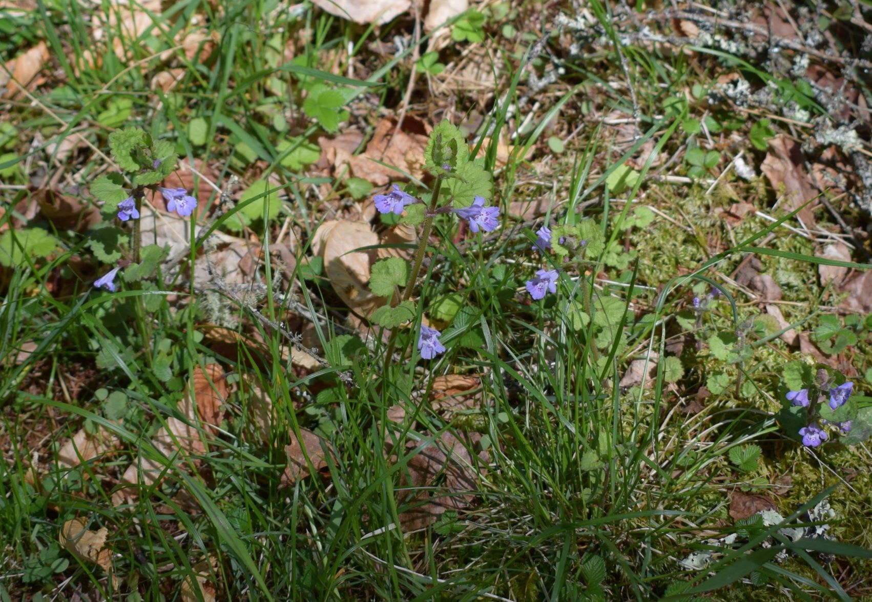 開花：小楢山・山梨県（5月上旬）